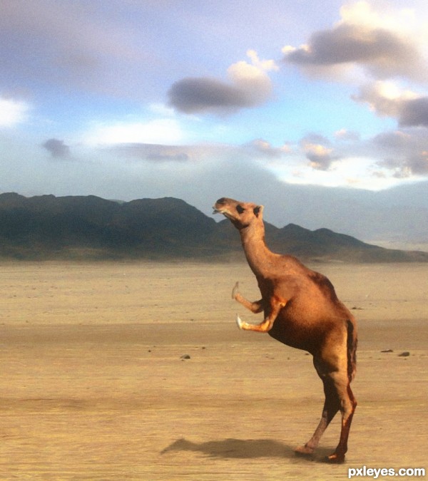 Desert Transport